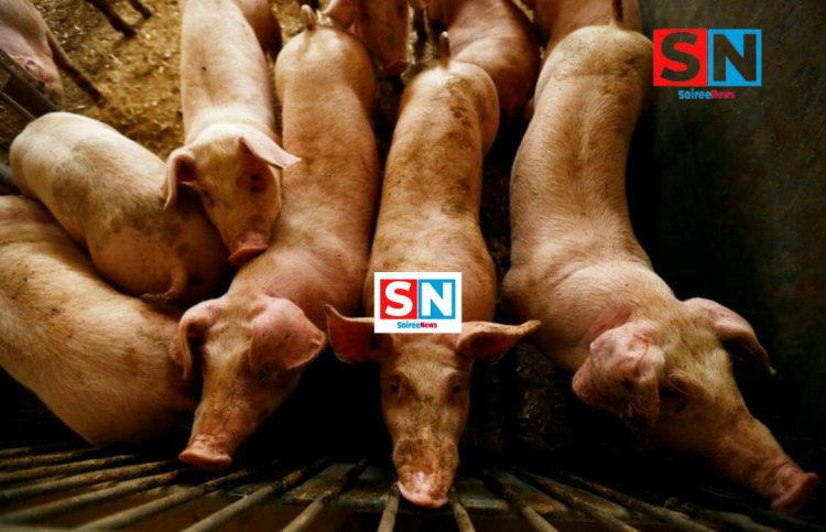 Africa Swine Flui hits Ahafo Region killing 35 pigs- Veterinary Service restrict movement of pigs to prevent the spread