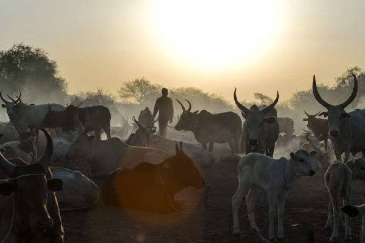 Among the 25 dead in a cattle attack in South Sudan were soldiers