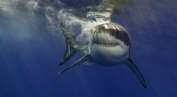 Shark attack in Egypt's Red Sea claims two women's lives