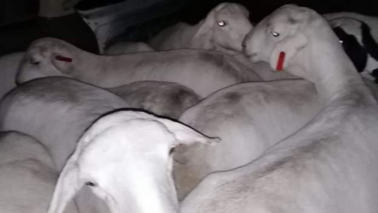 Taxi out of fuel seized with 'stolen sheep'