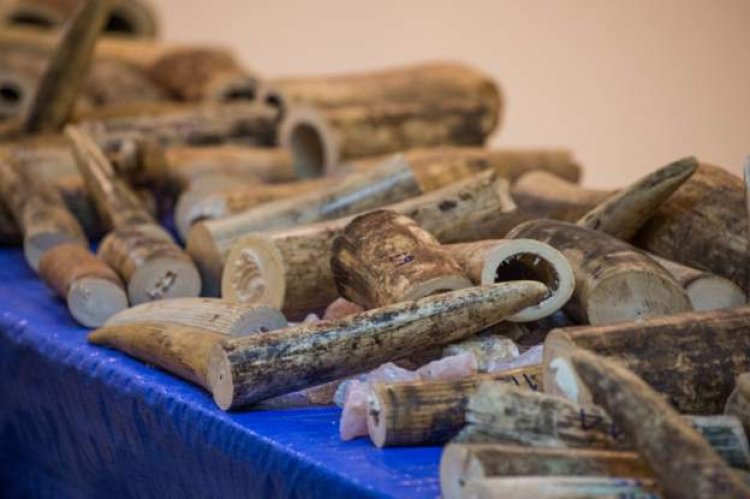 US says two Congolese admit smuggling ivory