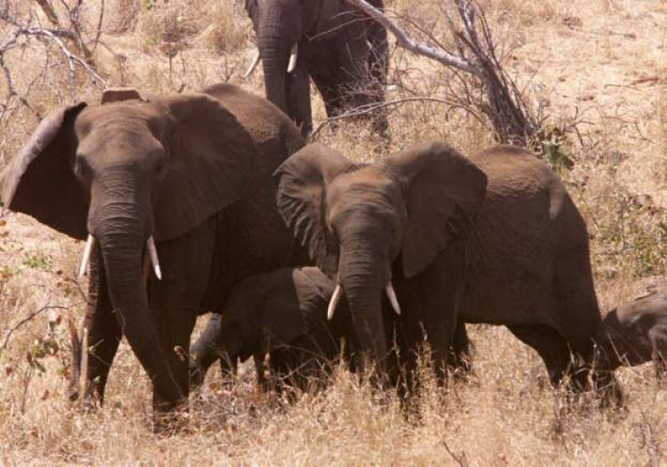 Elephants kill five in jihadist-hit Mozambique region