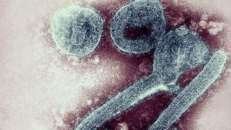 Nigeria on high alert over Marburg virus