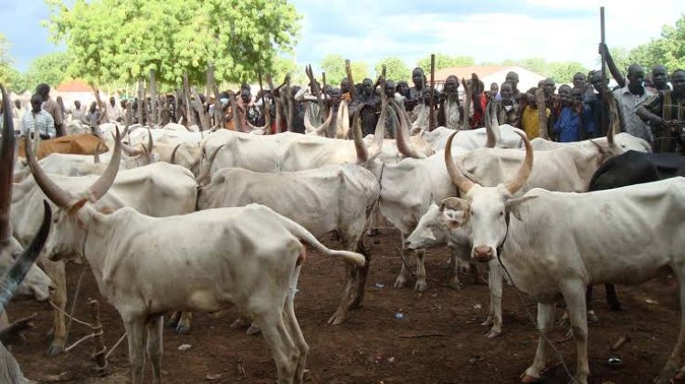 Anambra State Bans Movement Of Cattle On Foot