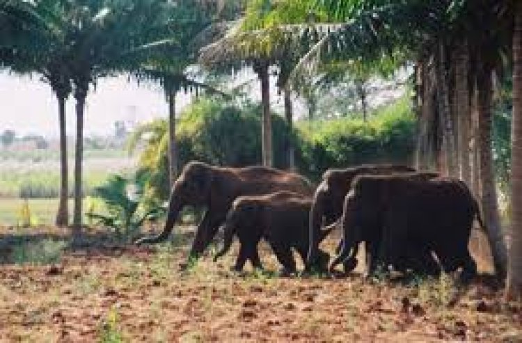 Kakum Forest Elephants Collapsing Marriages In Assin South