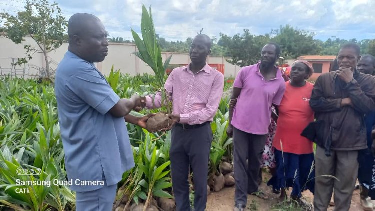 Dormaa West District Distribute 7000 Coconut Seedlings To Famers 
