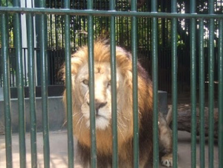 Forestry Commission  Denies Escape Of Lion From Accra Zoo