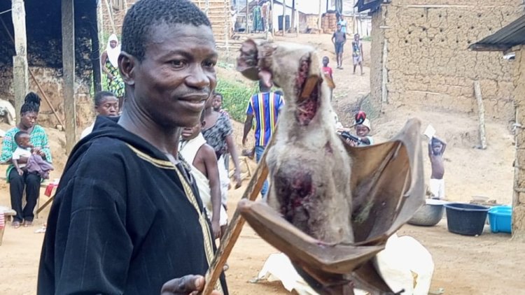 Evil Bat Shot Dead In Twifo Esukese Ekyir