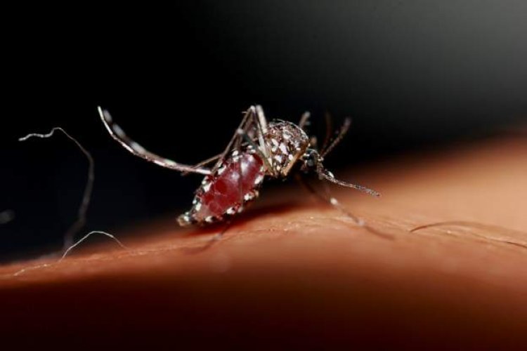 Trial malaria vaccine gives two-year protection