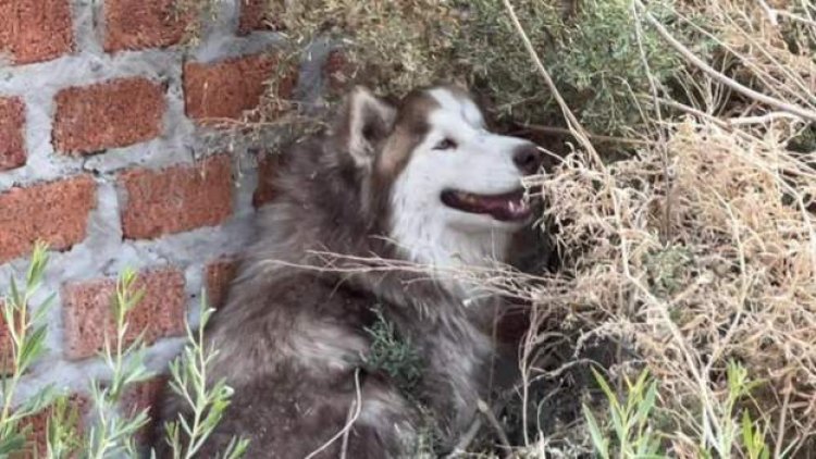 Panic as husky dog mistaken for predator in Namibia
