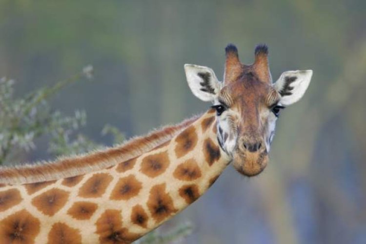 Toddler killed in rare giraffe attack
