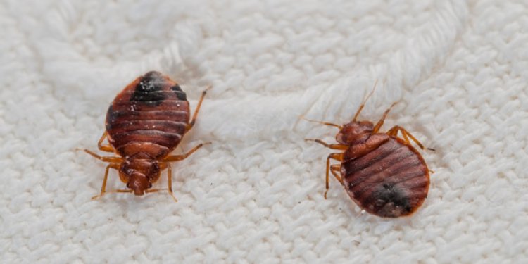 Blood-Sucking Bed Bugs Invade Adidome SHS -Drive students out of dormitories