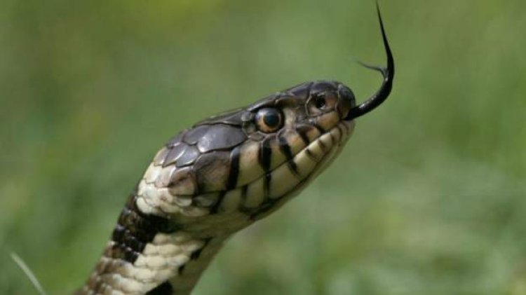 Snake bites on the rise in flood-hit Nigeria - official