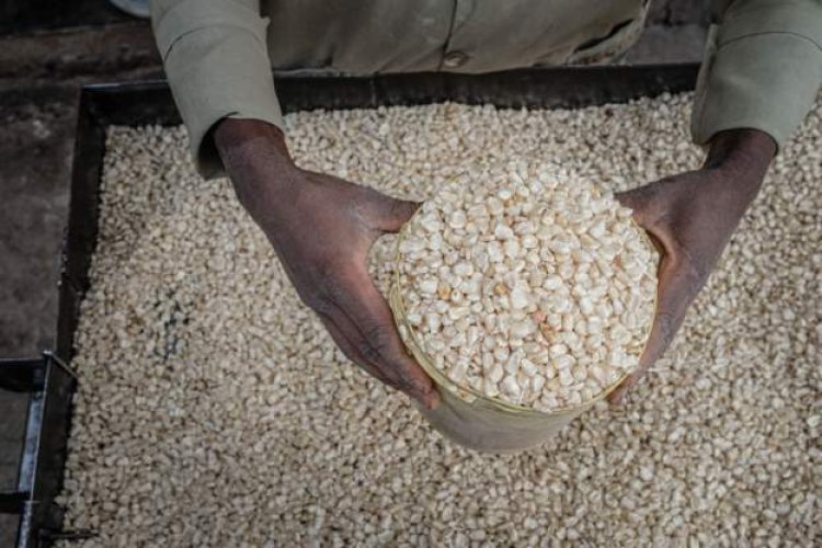 Kenya to import first GM maize batch amid hunger