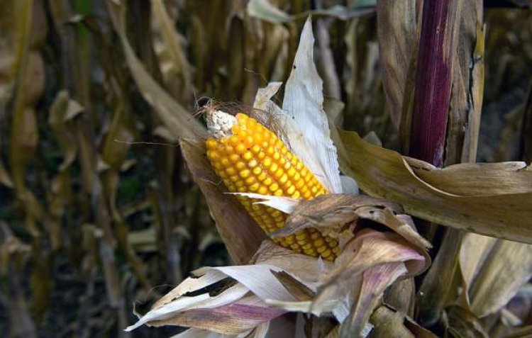 Kenyan court halts lifting of GM crops ban