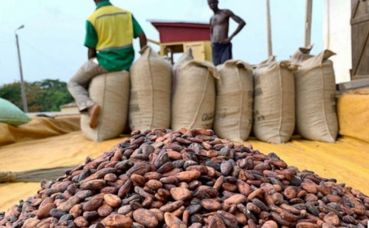 Sefwi Adabokrom Assembly Man Intercepts 27 Bags of Cocoa being Smuggled to Ivory Coast.   
