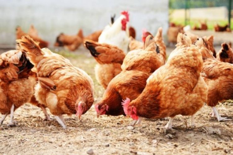 Consumers to pay 70% price increment of fowl ahead of Christmas