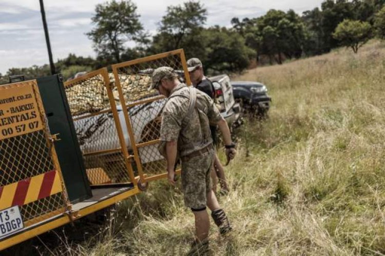 Pet tiger that escaped from South Africa farm killed