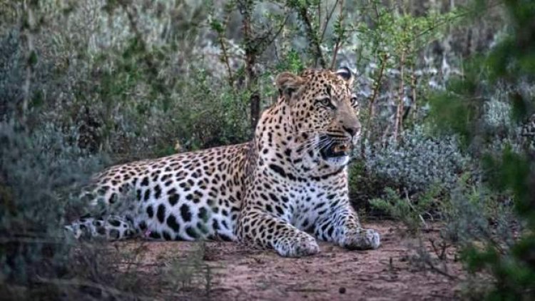 SA warning over wild cats roaming in Northern Cape