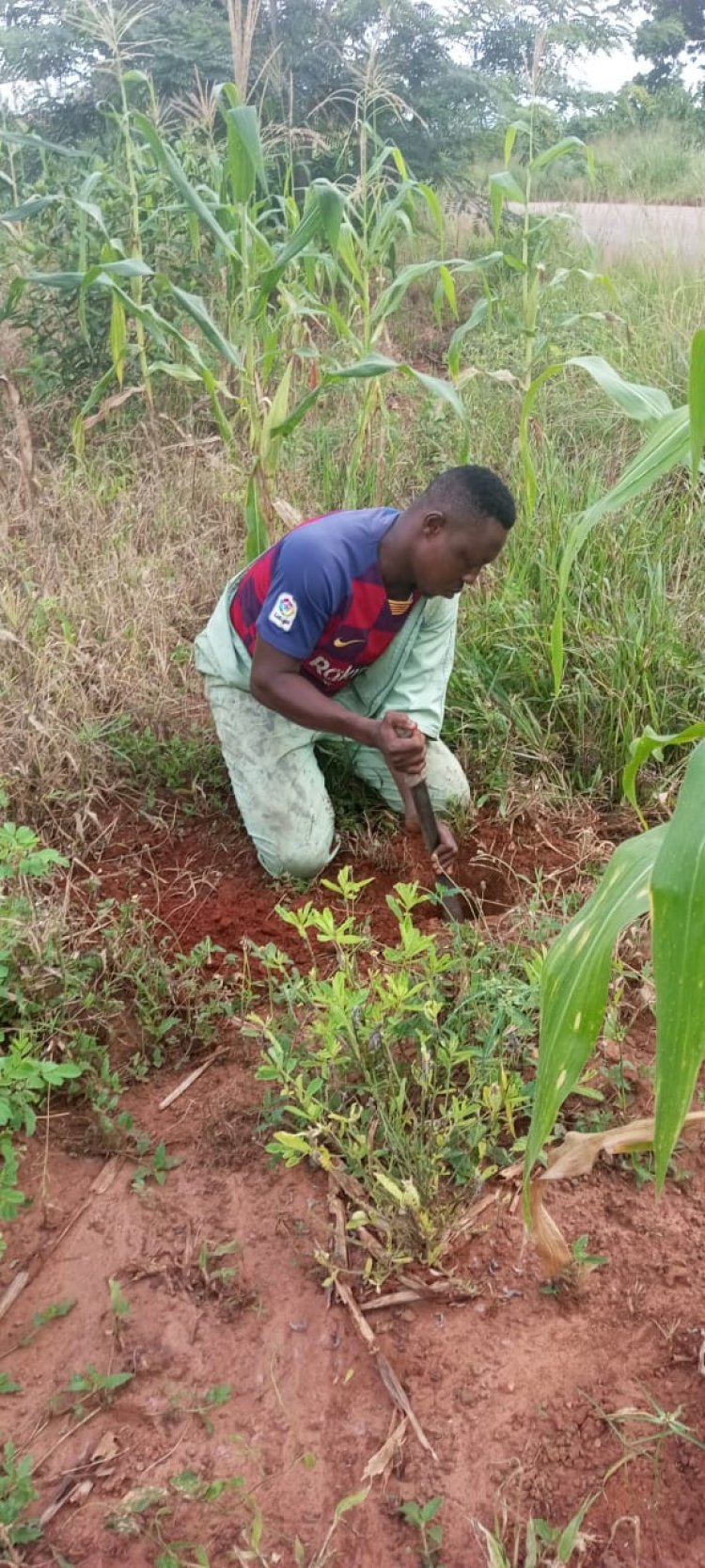 Wacam Plants Trees In Bono East,  Eastern Regions On Green Ghana Day
