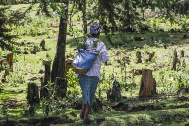 Kenyan president lifts six-year ban on logging