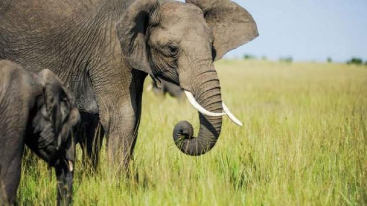 Kenya elephant dung study reveals varied diet