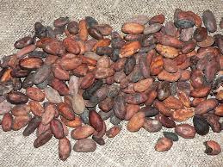 Cocoa Beans Are Rotting At Asuadea; Amidst Tension