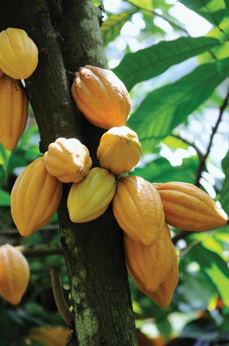 Juaben Farmers Threaten To Sell Their Cocoa Farms To Illegal Miners Since Govt  Has Neglected Them!