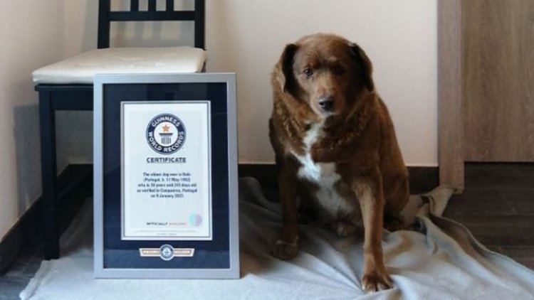 A Portuguese dog's title as the "Oldest Dog Ever" has been suspended by Guinness World Records due to age-related issues
