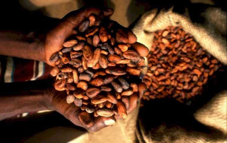 Cocoa Farmers Scholarship Abolished due to the Free SHS Educational Policy