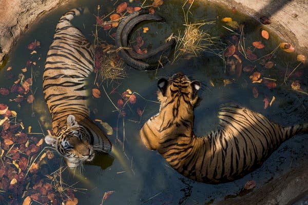 Manila Times: 75 rescued tigers die in Thailand zoo