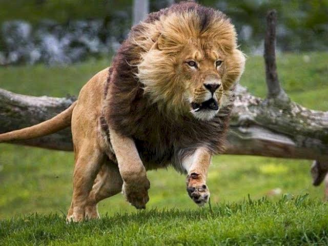 Panic As Lion Escapes From Kano Zoo
