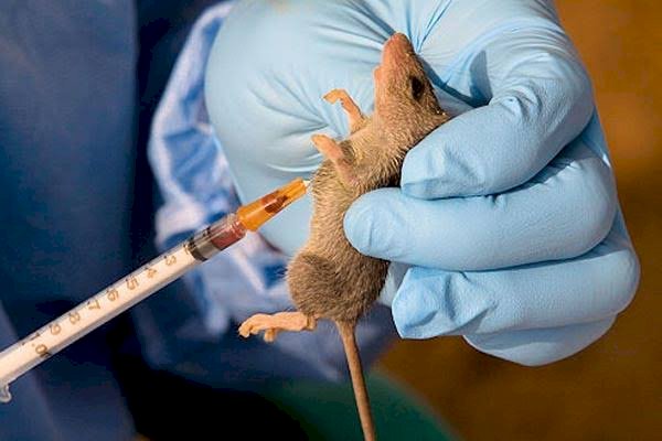 Lassa Fever Hits Nigeria Again, Guidelines to Stay Safe
