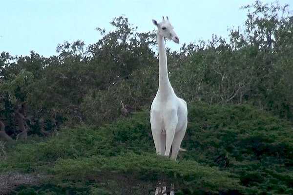 Rare White Giraffes Killed by Poachers in Kenya.