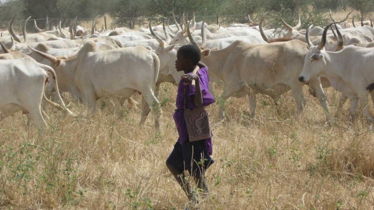 Fulani Herdsmen Must Comply with the Laws of the Land - DCE