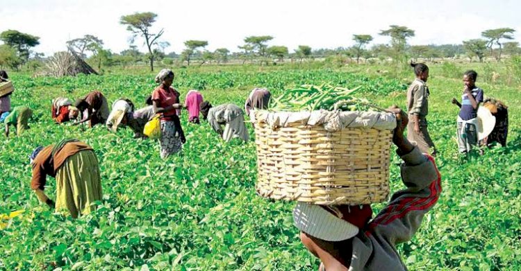 Federal Govt Targets Five Million Jobs From €995m Agric Programme