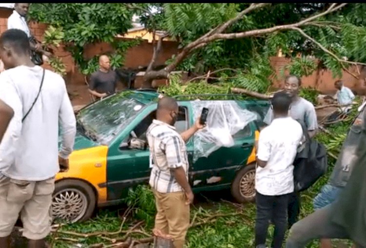 Driver killed by fallen tree in Kumasi