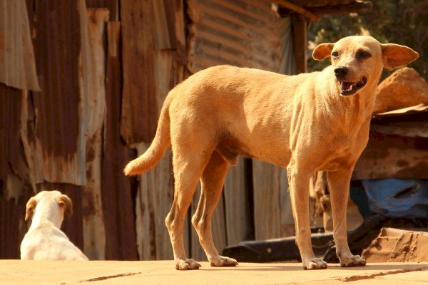 Dogs ‘Digging Up Children’s Graves’ in Mozambique