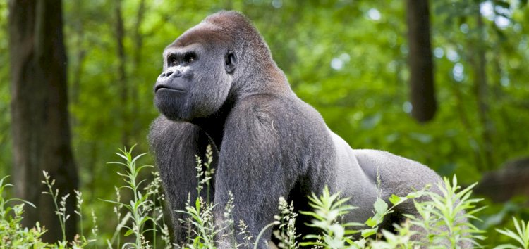 Ugandan Man Who Killed Rare Gorilla Sentenced To 11 Years In Prison